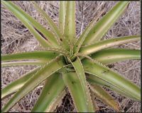 Aloe vaombe Decorse & Poiss. from Madagascar