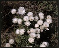 Gnaphalium Sp From South Africa On Jstor