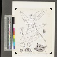 Leaves and fruits of Marantaceae; original illustration from FWTA