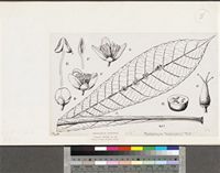 Phyllobotryum soyauxianum Baill.; original illustration from FWTA