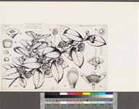 Eugenia calycina Benth.; original illustration from FWTA