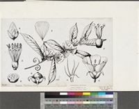 Hugonia planchonii Hook.f.; original illustration from FWTA