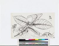 Dorstenia mannii Hook.f. var. mannii; original illustration from FWTA