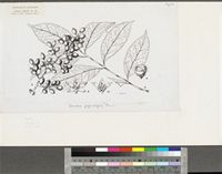 Sorindeia juglandifolia (A.Rich.) Planch. ex Oliv.; original illustration from FWTA