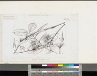 Baissea multiflora A.DC.; original illustration from FWTA