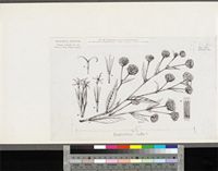 Elephantopus mollis Kunth; original illustration from FWTA