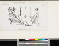 Trichodesma africanum (L.) Lehm.; original illustration from FWTA