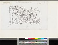 Brillantaisia lamium (Nees) Benth.; original illustration from FWTA