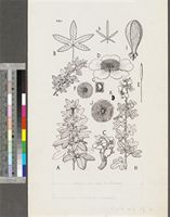 Cochlospermum spp.; original illustration from FWTA