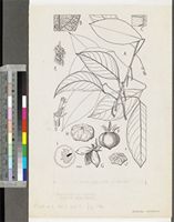 Medusandra richardsiana Brenan; original illustration from FWTA