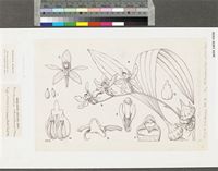 Ancistrorhynchus serratus Summerh.; original illustration from FWTA