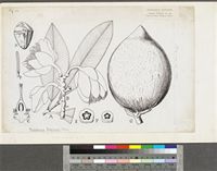 Pentadesma butyracea Sabine; original illustration from FWTA