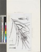 Echinops longifolius A.Rich.; original illustration from FWTA