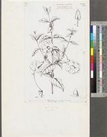 Thunbergia erecta (Benth.) T.Anderson; original illustration from FWTA