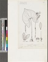 Cyanastrum cordifolium Oliv.; original illustration from FWTA