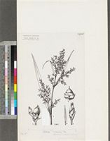 Scleria depressa (C.B.Clarke) Nelmes; original illustration from FWTA