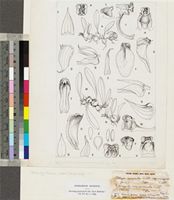 Stolzia compacta P.J.Cribb subsp. purpurata P.J.Cribb