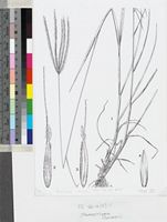 Stereochlaena cameronii (Stapf) Pilg. original illustration from Flora Zambesiaca