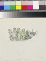 Stapelia barbata Masson original illustration by Francis Masson