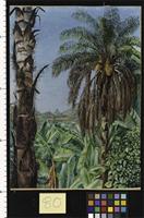 Cocoera Palms and Bananas, Morro Velho, Brazil