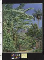 Bananas and Orange Trees, a Palm and a Bush of Noche Buena in a Garden at Morro Velho, Brazil