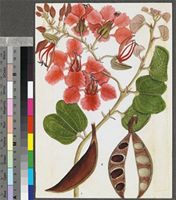 Photographic images of Southern Africa flora