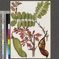 Schotia brachypetala Sond. original illustration from the 'Trees of Central Africa'