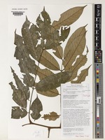 Paratype of Anthonotha xanderi Breteler [family LEGUMINOSAE-CAESALPINIOIDEAE]