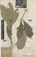 Type of Diplospora griffithi Hook.f. [family RUBIACEAE]
