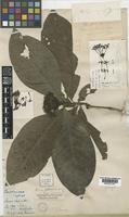 Type of Ixora johnsonii Hook.f. [family RUBIACEAE]