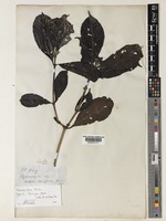 Tarenna flava Alston [family RUBIACEAE]