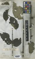 Type of Meyna pubescens (Kurz) Robyns [family RUBIACEAE]