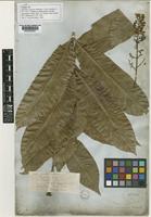 Isolectotype of Sapindus cerasinus Benth. [family SAPINDACEAE]