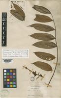 Isotype of Talisia pilosula Sagot ex Radlk. [family SAPINDACEAE]