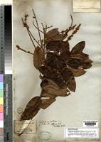 Isotype of Cupania subalbens Mart. [family SAPINDACEAE]