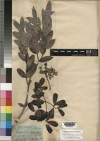 Elachyptera parvifolia (Oliv.) N.Halle [family CELASTRACEAE]