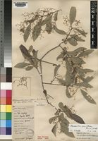 Reissantia parviflora (N.E.Br.) N.Halle [family CELASTRACEAE]
