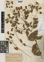Isotype of Serjania inscripta Radlk. [family SAPINDACEAE]