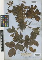 Serjania pyramidata Radlk. [family SAPINDACEAE]