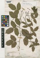 Paratype of Serjania tenuis Radlk. [family SAPINDACEAE]