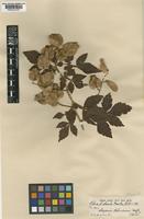 Serjania columbiana Radlk. [family SAPINDACEAE]