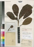 Isotype of Neonauclea macrostipula Capuron [family RUBIACEAE]
