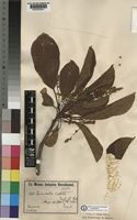Terminalia superba Engl. & Diels [family COMBRETACEAE]