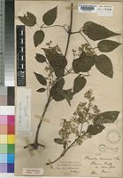 Type of Clematis altissima Hutchinson [family RANUNCULACEAE]