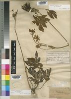 Isotype of Knowltonia transvaalensis Szyszyl. var. transvaalensis [family RANUNCULACEAE]