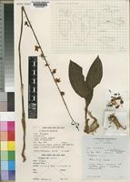 Isotype of Eulophia dactylifera P.J. Cribb [family ORCHIDACEAE]