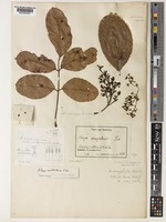 Type of Khaya anthotheca C. DC. [family MELIACEAE]