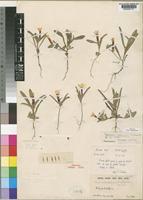 Holotype of Ipomoea ephemera Verdc. [family CONVOLVULACEAE]