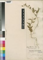 Type of Ipomoea hackeliana (Schinz) Hallier f. [family CONVOLVULACEAE]