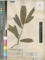Uvariodendron angustifolium (Engl. & Diels) R.E.Fr. [family ANNONACEAE]